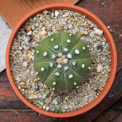 Green cactus with white flowers