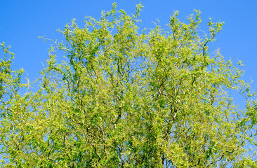 Willow tree. A blossoming and blooming willow tree in the spring against the sky.