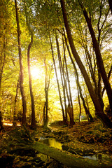 Bachlauf durch den Wald
