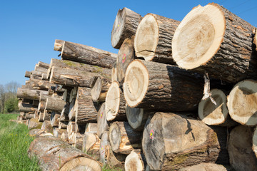 troncs de bois de construction