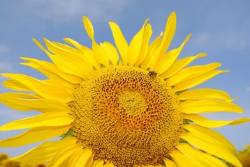 Big sunflower with bee