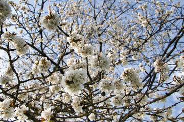 Frühling