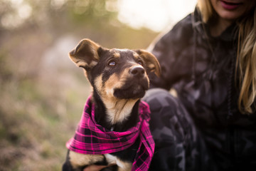 bandana puppy