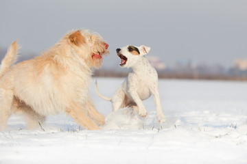 Zwei Hunde beißen und bellen beim Spaziergang Parson Jack Russel Terrier kläfft - obrazy, fototapety, plakaty