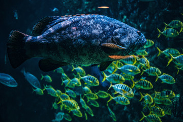 Photo of a fish, life underwater in the Oceanarium