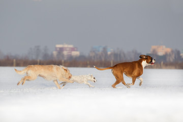 Hunde toben und spielen auf einem schneebedekten Feld im Winter, Winterlandschaft mit Tierfreunden