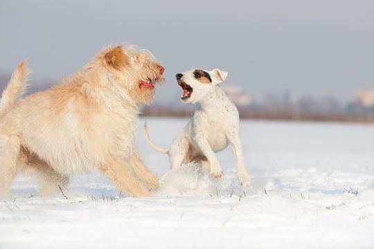 Zwei Hunde bei&szlig;en und bellen beim Spaziergang Parson Jack Russel Terrier kl&auml;fft