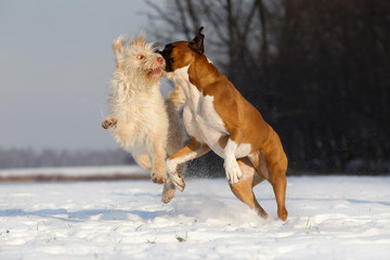 Hunde toben und spielen auf einem schneebedekten Feld im Winter 