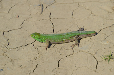 An ordinary quick green lizard. Lizard on dry ground. Sand lizar