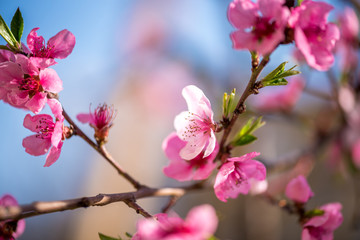 Pink cherry blossoms in springtime