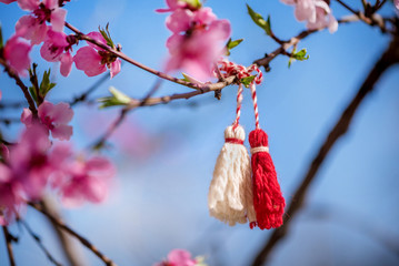 Bularian martenitza on a cherry blossom tree. National Bulgarian traditional holiday symbols.
