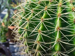 Green cactus with long spines
