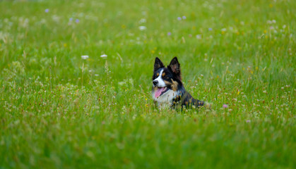 Dog lying in the grass