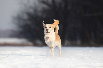 Hund Beagle im Schnee