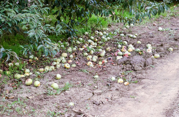 Apple orchard. Rows of trees and the fruit of the ground under t