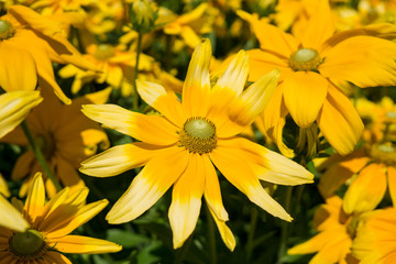 Gelbe Blumen im Sommer