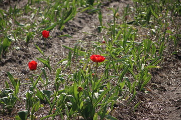 Pink tulips in rows on flower bulb field in Noordwijkerhout in the Netherlands