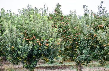 Fototapeta na wymiar Apple orchard. Rows of trees and the fruit of the ground under the trees