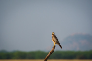 A habitat image of White-eyed buzzard or Butastur teesa sitting on a beautiful perch at tal chappar...
