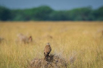 A habitat image of Common kestrel or Falco tinnunculus sitting on a beautiful perch at tal chappar blackbuck sanctuary, India	