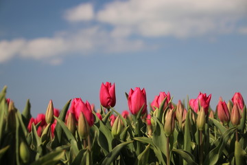 Pink tulips in rows on flower bulb field in Noordwijkerhout in the Netherlands