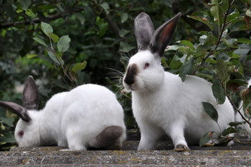 Obraz premium Californian breed rabbits