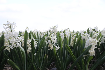 Obraz premium White Hyacinths in rows on flower bulb field in Noordwijkerhout in the Netherlands.
