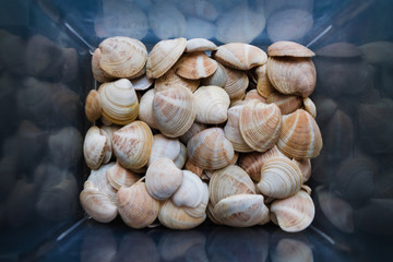 Shells are found on our shelling beaches. Close-up view of seashells in the box. Top view, marine concept.