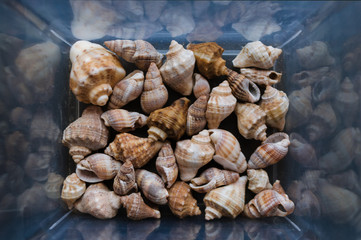 Shells of many sizes. Close-up view of seashells in the box. Top view, marine concept.