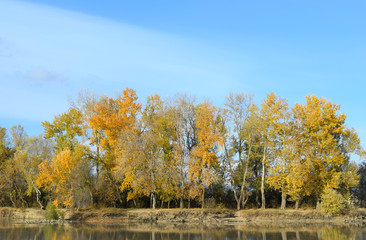 Autumn scenery of the river bank. Yellow leaves of poplars.