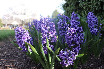 Obraz premium Spring blooming 