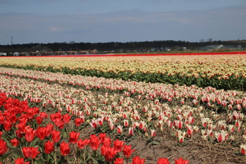 Red and yellow tulips in rows on flower bulb field in Noordwijkerhout in the Netherlands