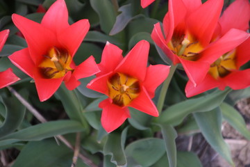 red tulips in rows on flower bulb field in Noordwijkerhout in the Netherlands.