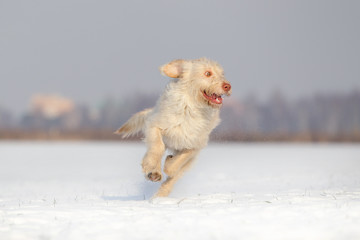 Hund Mischlingshündin im Schnee an einem schönen Wintertag spielen