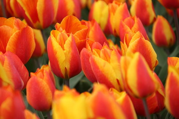 Orange tulips in rows on flower bulb field in Noordwijkerhout in the Netherlands