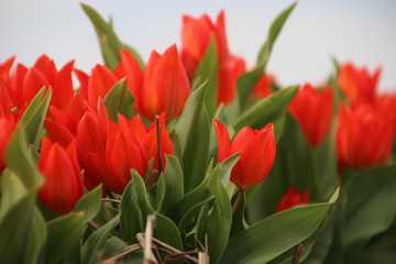 red tulips in rows on flower bulb field in Noordwijkerhout in the Netherlands.