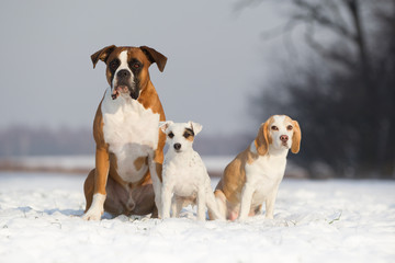 Hundegruppe