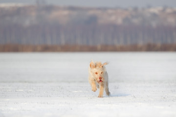 Mischingshündin spielt wild im Schnee