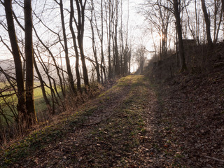 Obraz premium Ein Waldweg bei Sonnenaufgang. Die Sonne setzt sich schon etwas gegen den Dunst durch.