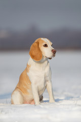 Beagle im Schnee