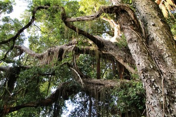 Leafy and green gardens in Sintra