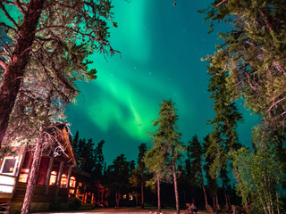 Northern lights over trees