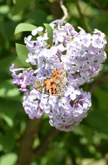 Butterfly rash on lilac colors. Butterfly urticaria.