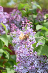 Fototapeta premium Butterfly rash on lilac colors. Butterfly urticaria.