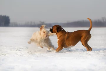 Foto auf Leinwand Hunde toben und spielen auf einem schneebedekten Feld im Winter  © Ines Hasenau
