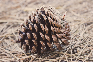 Naklejka na ściany i meble Big brown pine cone on the ground. Pine cone in dry coniferous needles. Pinecone closeup. Coniferous seeds. Autumn foliage. Nature detail macro.