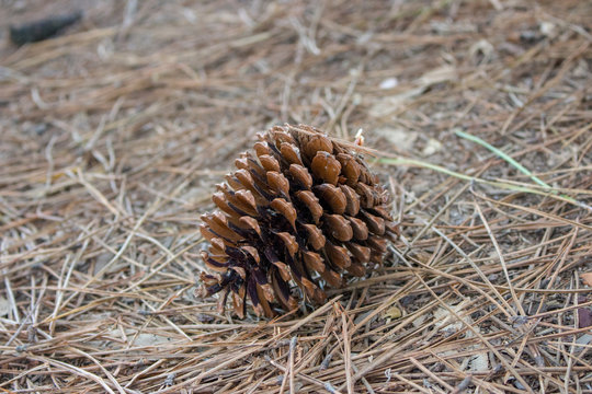 Big brown pine cone on the ground. Pine cone in dry coniferous needles. Pinecone closeup. Coniferous seeds. Autumn foliage. Nature detail macro.