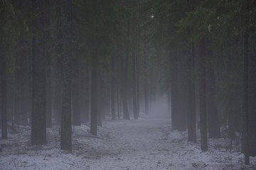 Foggy forest path.