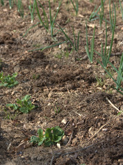 jeunes plants d'échalottes et d'oignon au potager bio