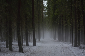 Foggy forest path.